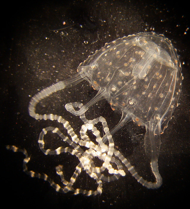 Irukandji Irukandji Jellyfish Carukia Barnesi